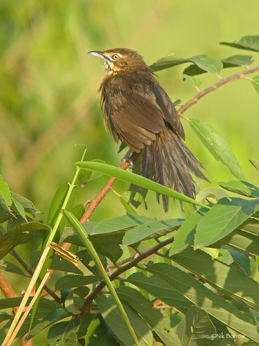 Moustached Grass-Warbler