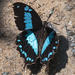 Papilio oribazus - Photo (c) Jim Moore, algunos derechos reservados (CC BY-NC), subido por Jim Moore