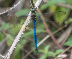 Anax tumorifer