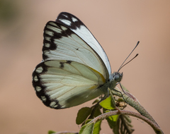 Belenois creona prorsus
