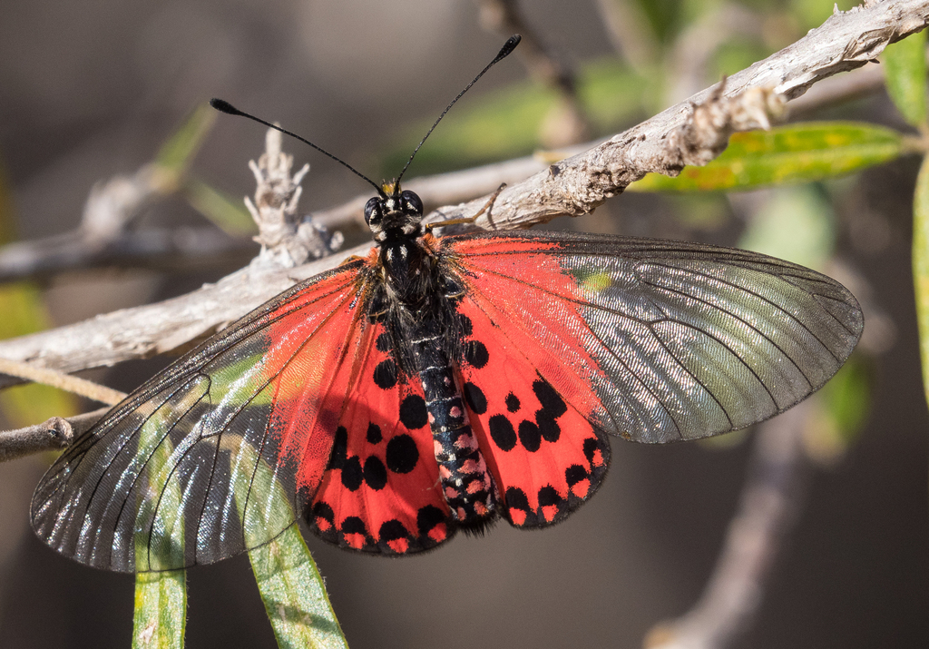 Acraea ranavalona