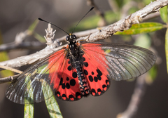 Acraea ranavalona
