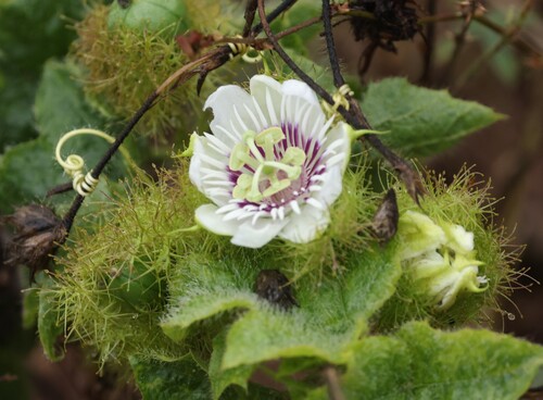 Orangefruit Passionflower