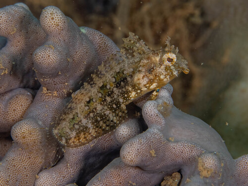 Crested sabre-tooth (Petroscirtes mitratus) — Blenniidae — 5