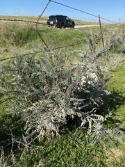 Astragalus oxyphysus
