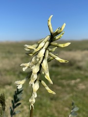 Astragalus oxyphysus