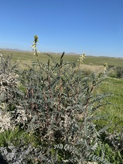 Astragalus oxyphysus