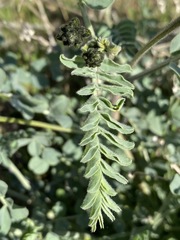 Astragalus lentiginosus nigricalycis