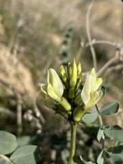 Astragalus lentiginosus nigricalycis