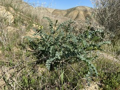 Astragalus lentiginosus nigricalycis
