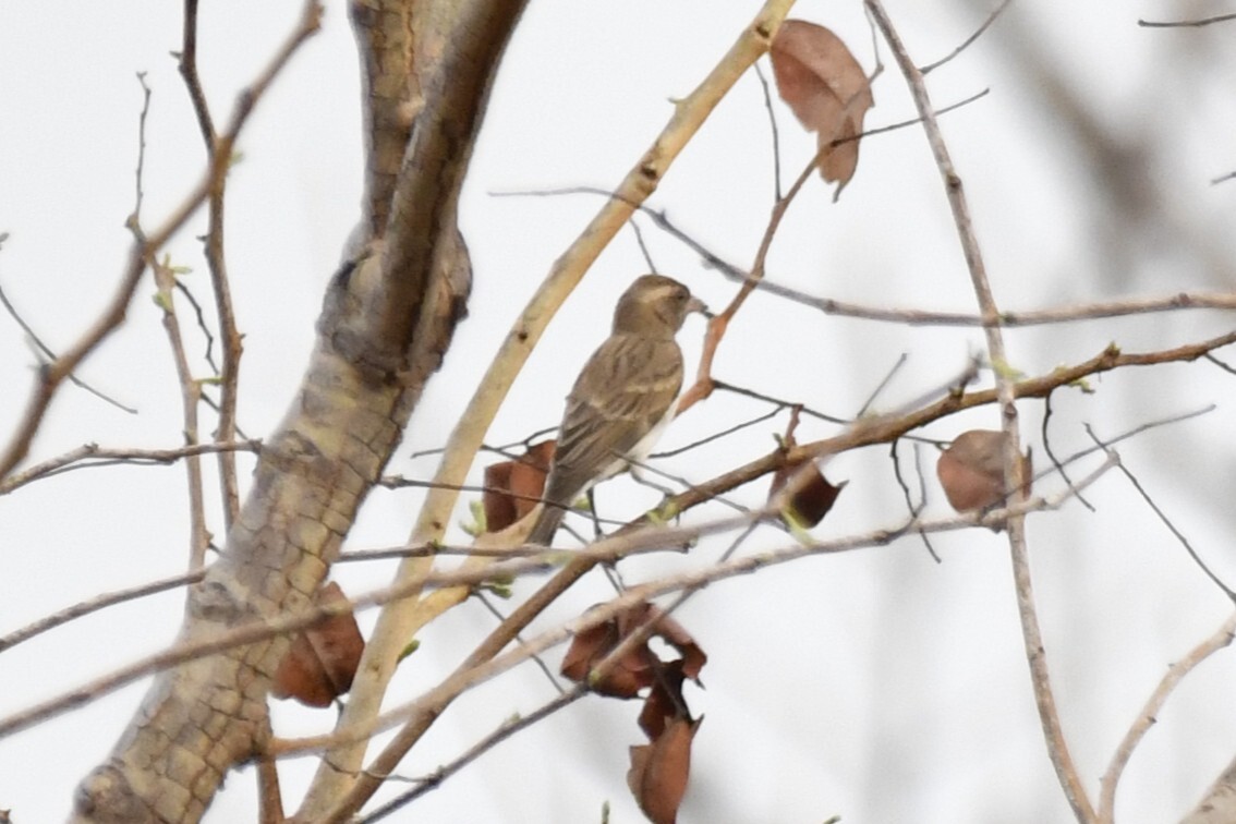 Sahel Bush Sparrow (Gymnoris dentata), photo 4