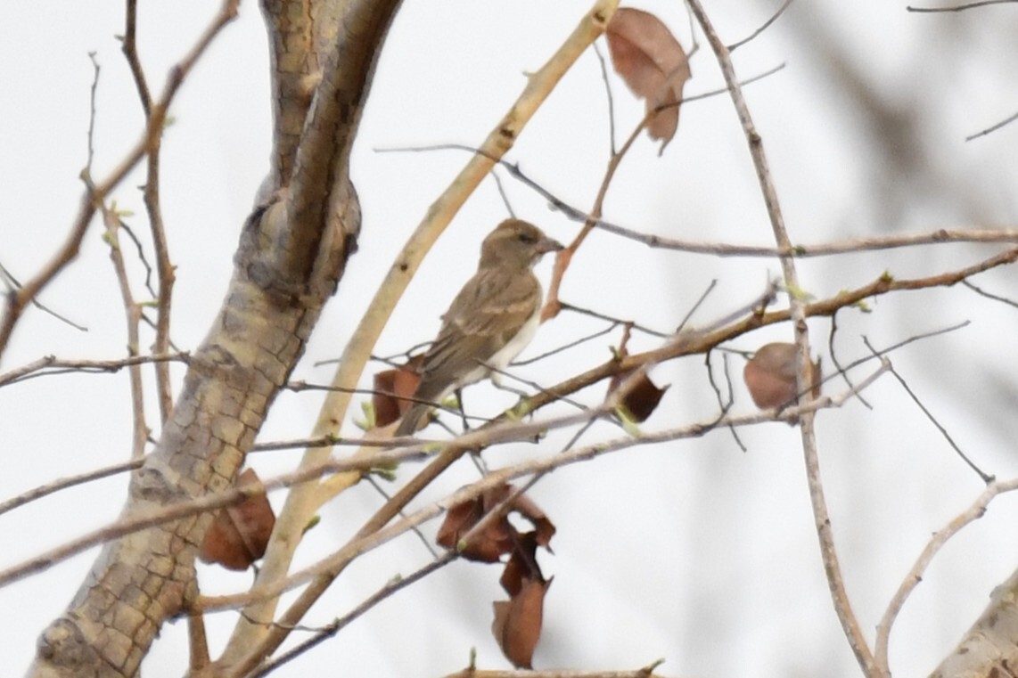 Sahel Bush Sparrow (Gymnoris dentata), photo 5