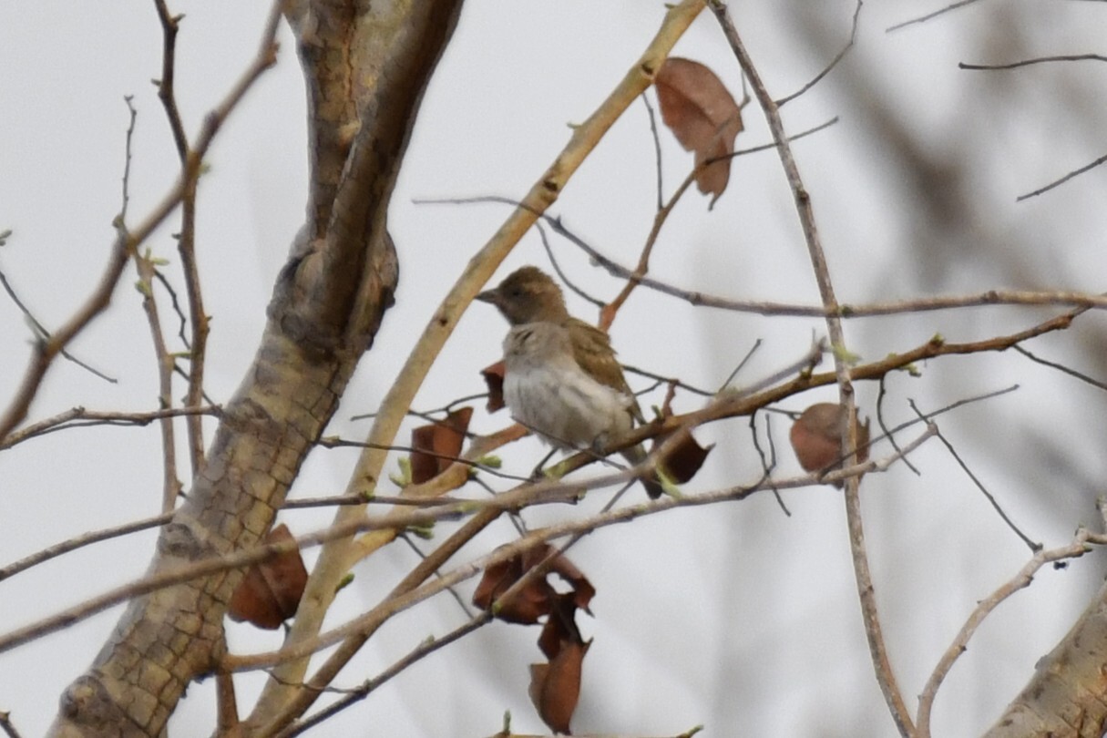 Sahel Bush Sparrow (Gymnoris dentata), photo 6