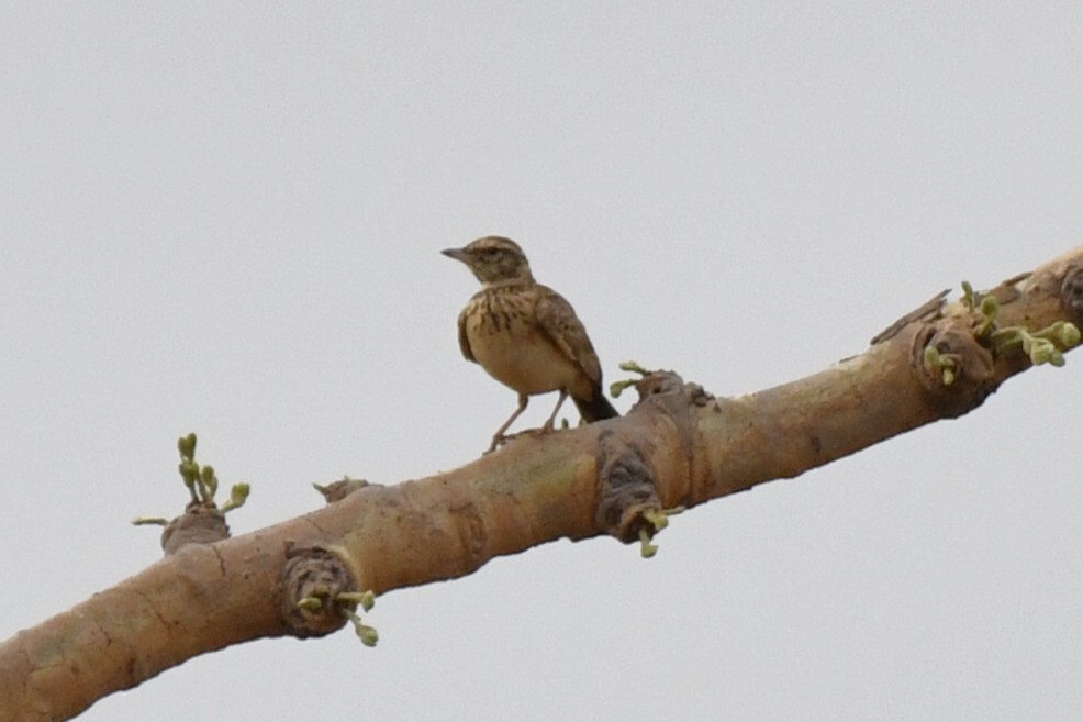 Sun Lark (Galerida modesta), photo 1