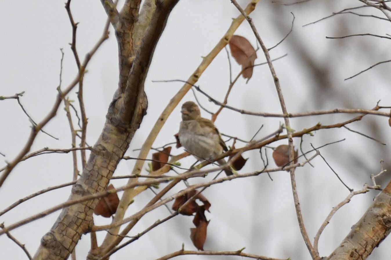 Sahel Bush Sparrow (Gymnoris dentata), photo 7