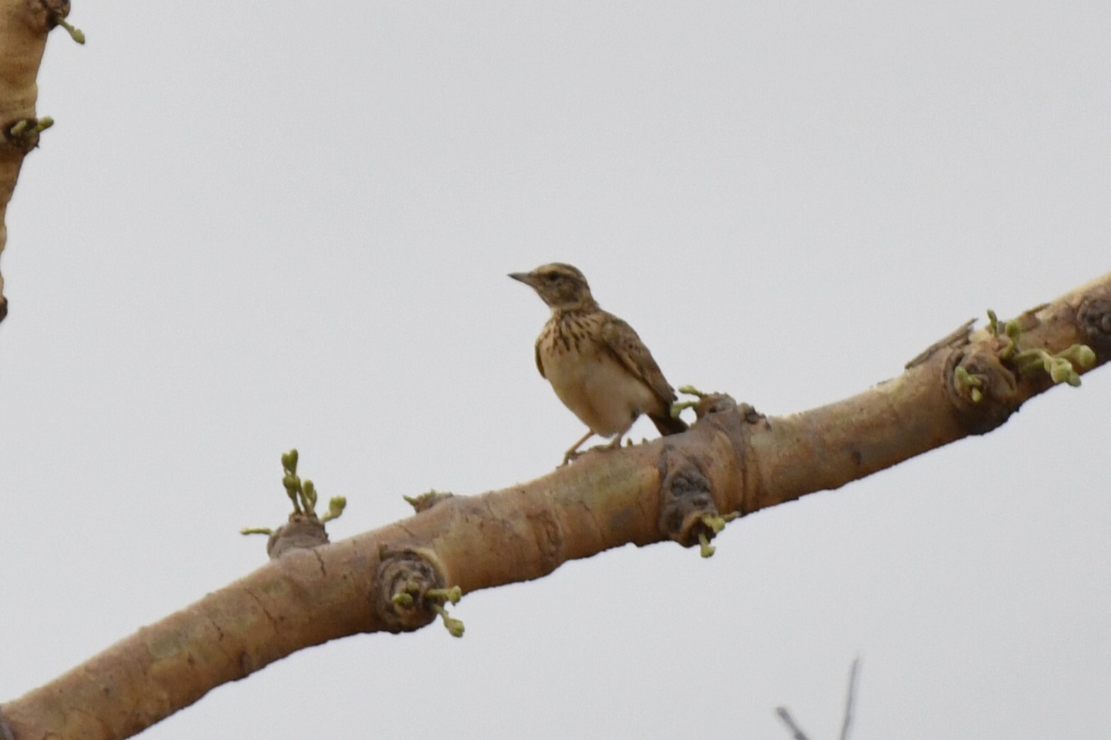 Sun Lark (Galerida modesta), photo 2