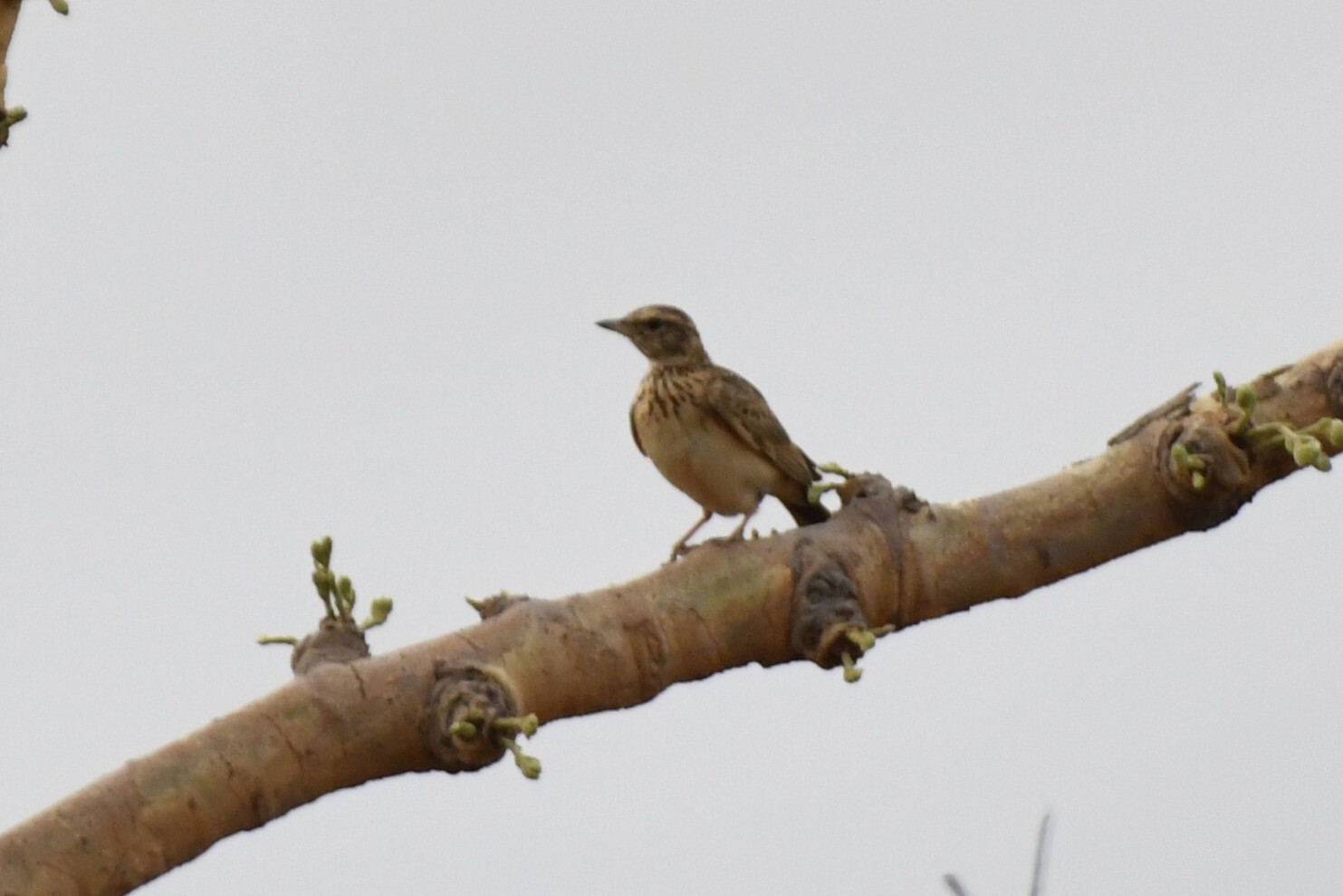 Sun Lark (Galerida modesta), photo 5