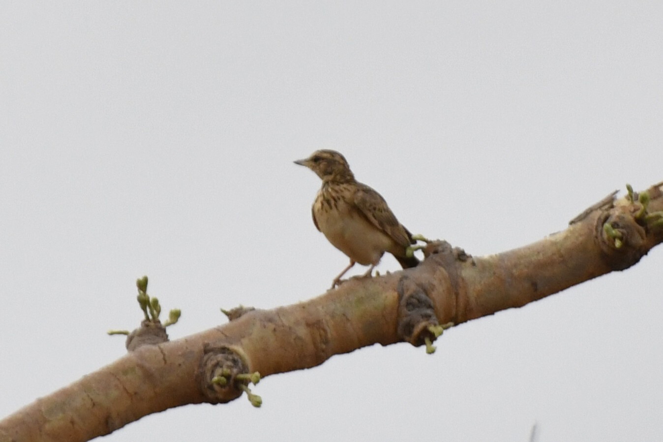 Sun Lark (Galerida modesta), photo 4