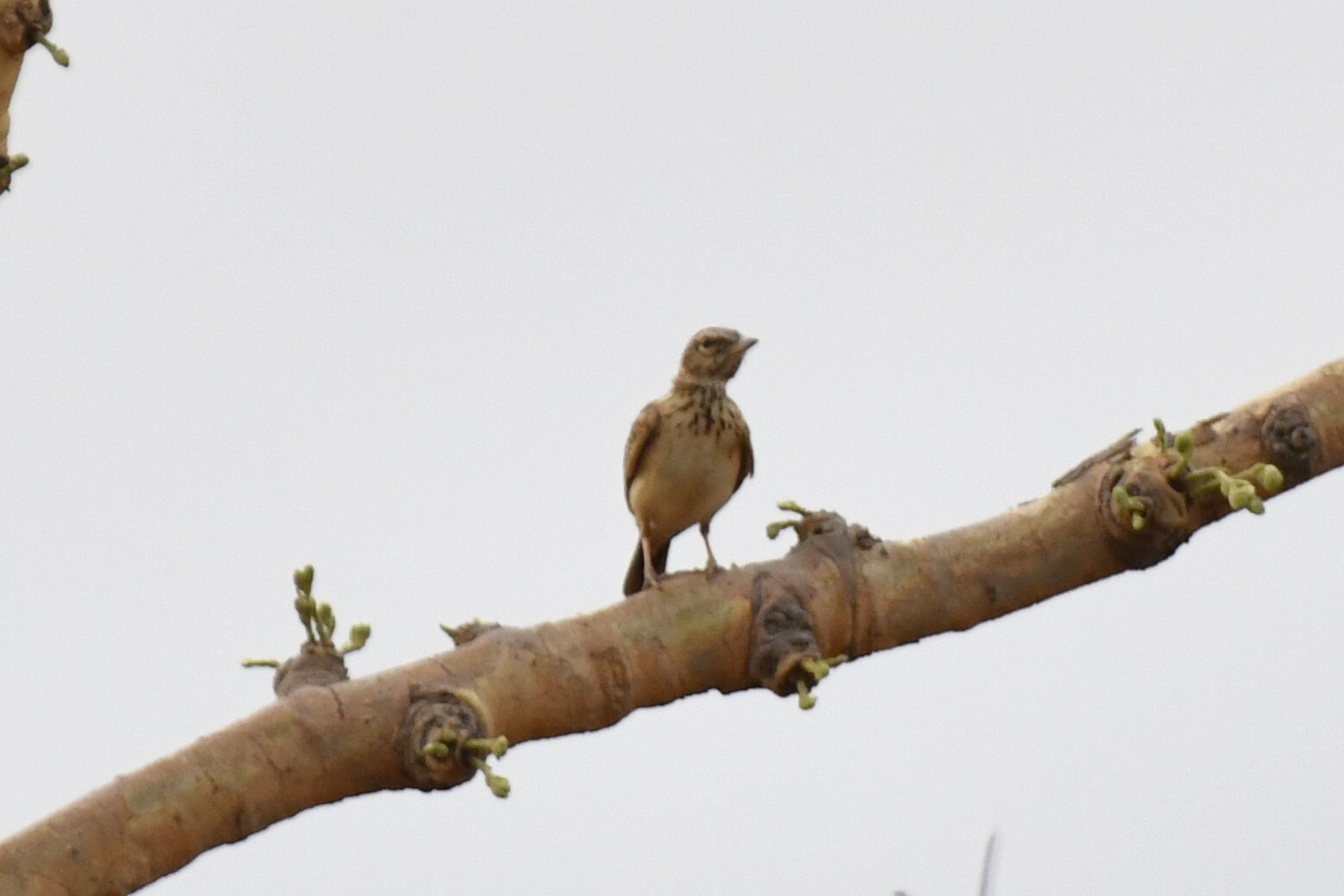 Sun Lark (Galerida modesta), photo 6