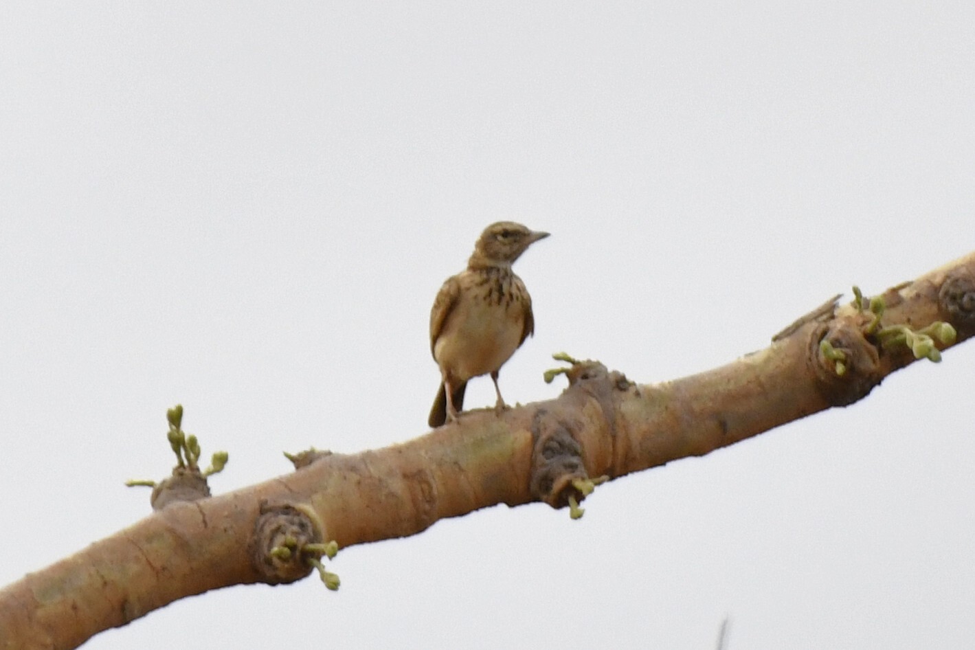 Sun Lark (Galerida modesta), photo 7