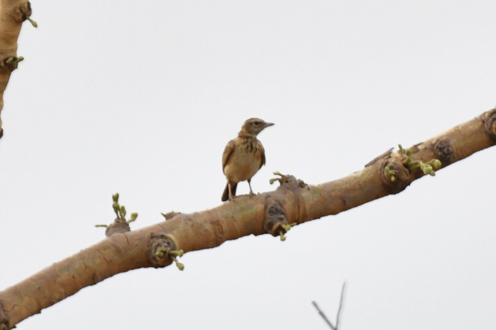Sun Lark (Galerida modesta), photo 8