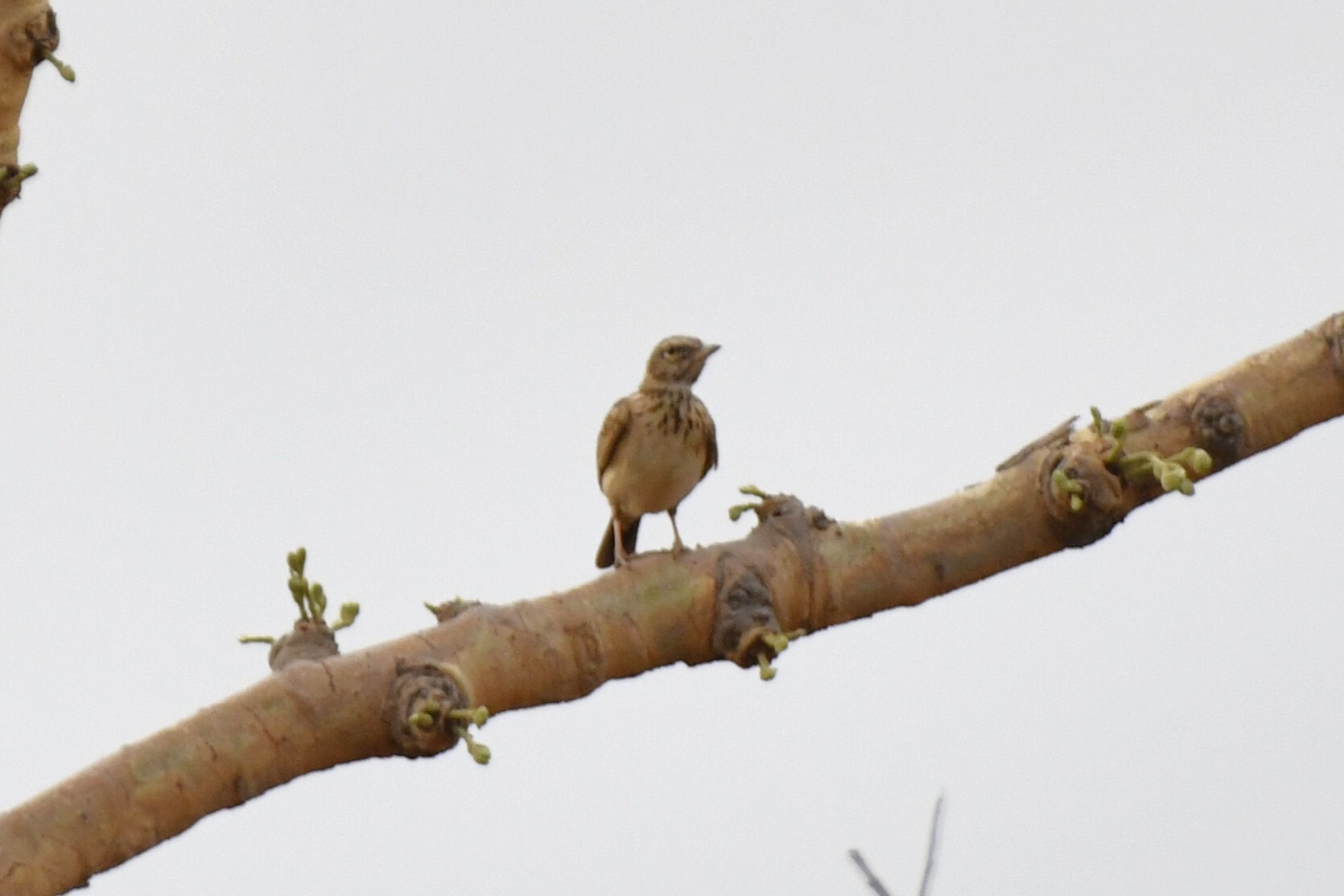 Sun Lark (Galerida modesta), photo 9