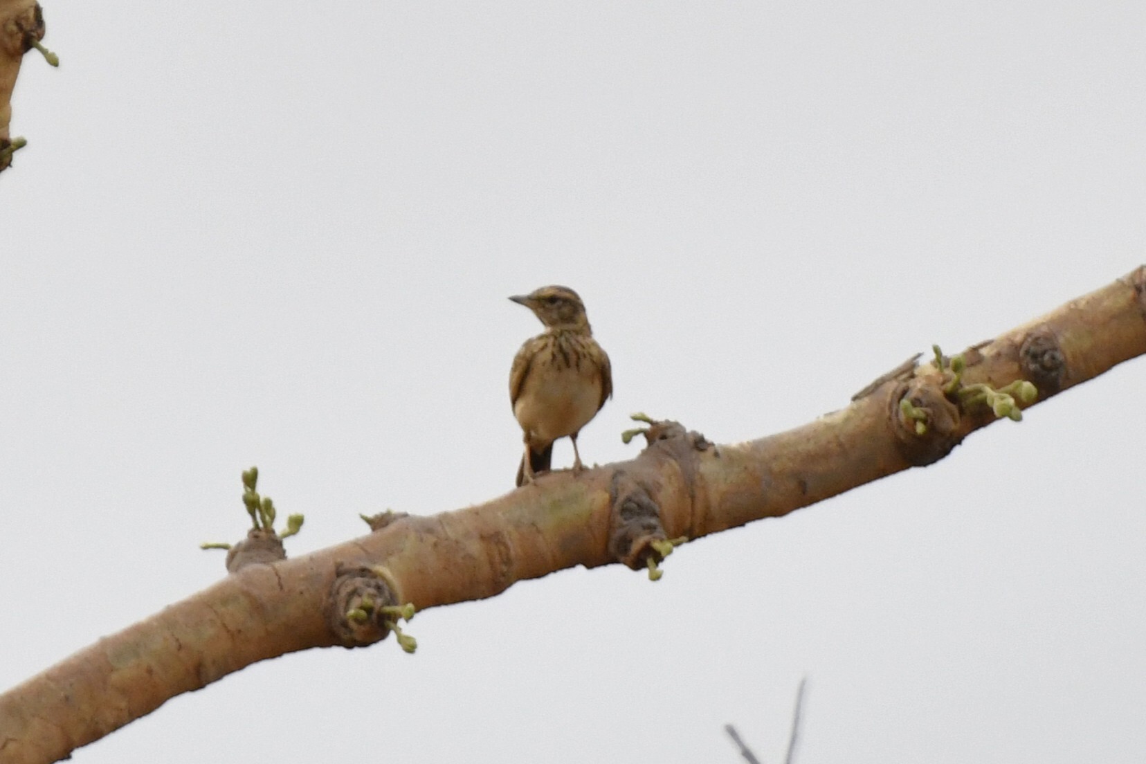 Sun Lark (Galerida modesta), photo 10