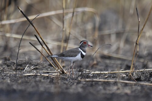 Forbes's Plover (Thinornis forbesi), photo 9