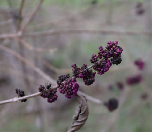 Callicarpa americana iNat (2)