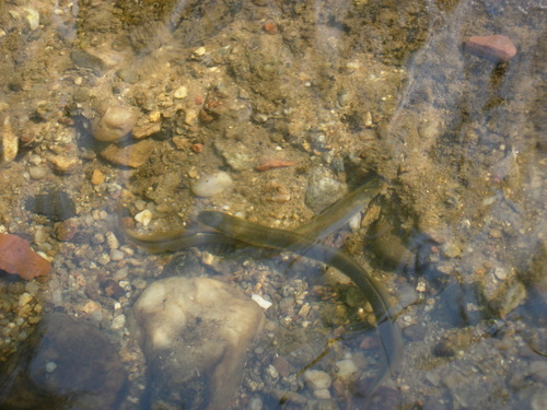 Brook lamprey (Lampetra planeri) — Petromyzontidae — 2