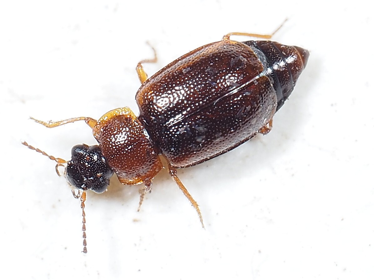 Anthobium atrocephalum