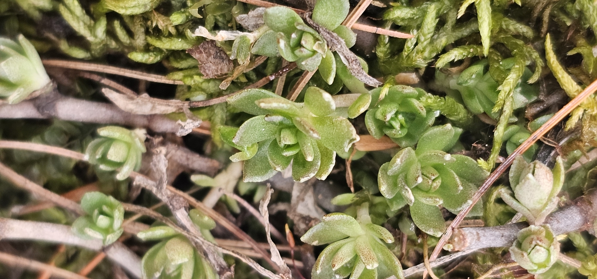 Imagem de sedum