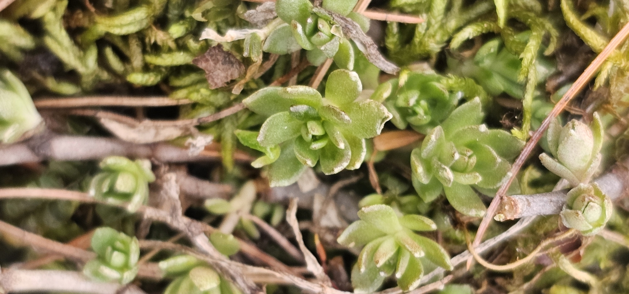 Imagem de sedum