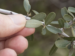 Ceanothus cuneatus cuneatus