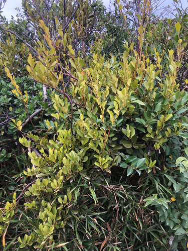 Dendrotrophe varians, photograph 3