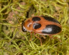 Sacodes pulchella