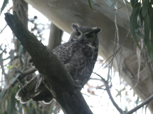 View observation of {o.common_name} on iNaturalist