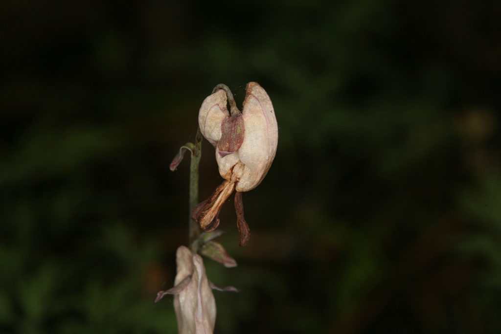 Dicentra pauciflora; photograph (c) Steve Matson, some rights reserved (CC BY)