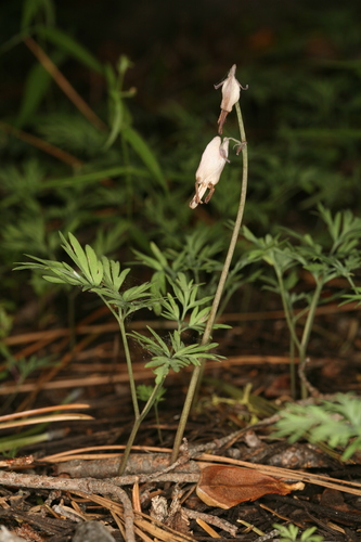 shorthorn steer's head (Dicentra pauciflora)