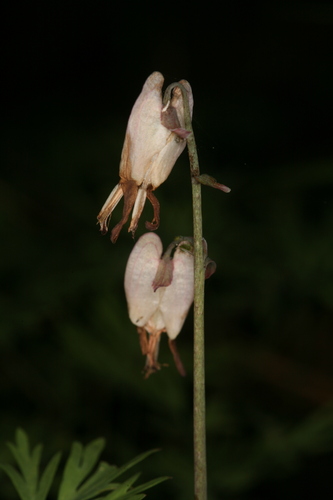 Dicentra pauciflora, photograph 4