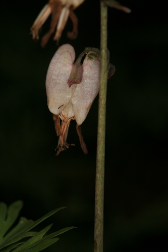 Dicentra pauciflora, photograph 5