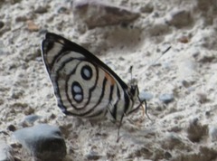 Catagramma hystaspes