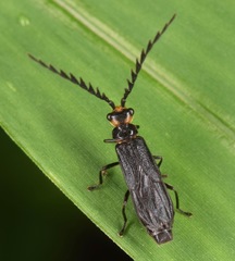 Tytthonyx erythrocephala