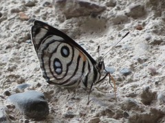 Catagramma hystaspes