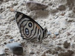 Catagramma hystaspes