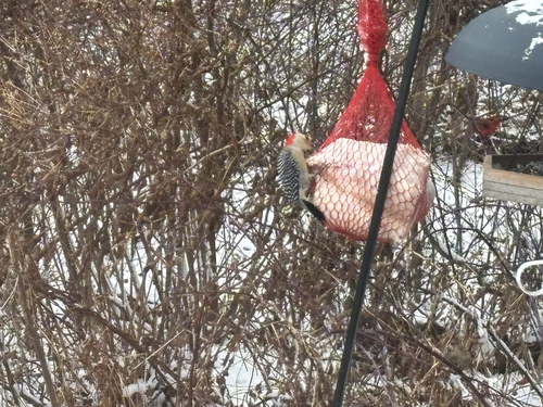 iNaturalist observation photo of Red-bellied Woodpecker