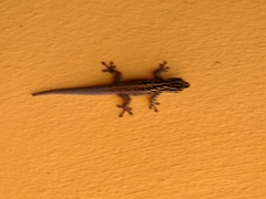 Lygodactylus keniensis