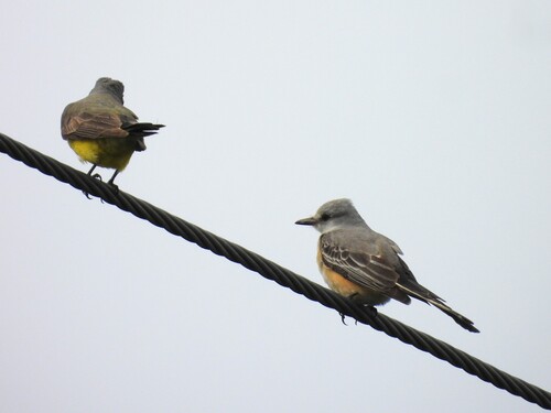 Scissor-tailed Flycatcher (Tyrannus forficatus), photo 5