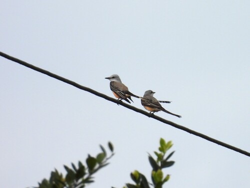 Scissor-tailed Flycatcher (Tyrannus forficatus), photo 4