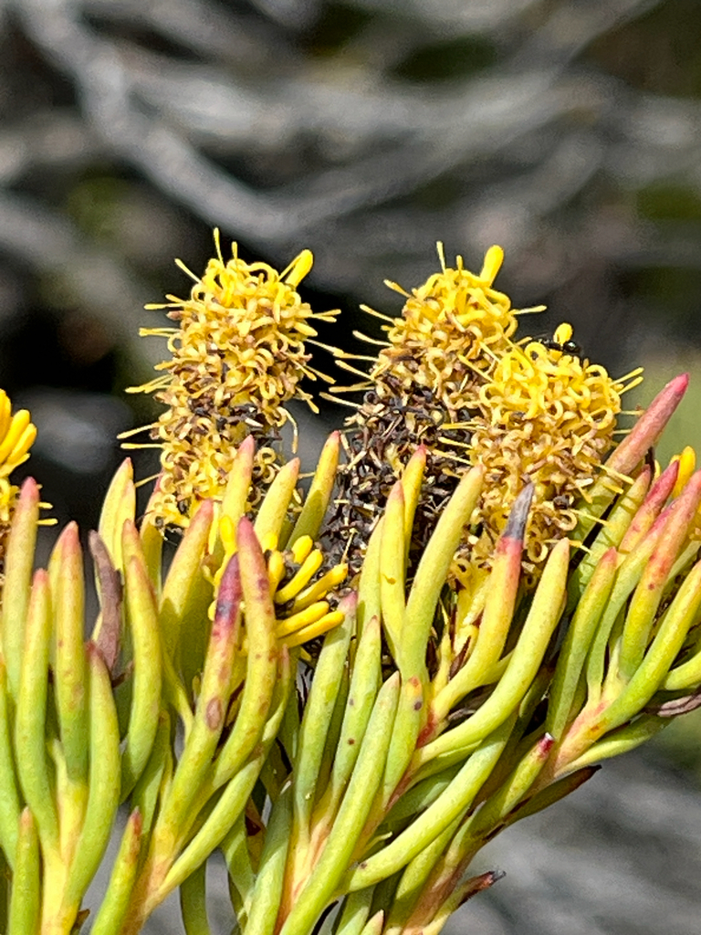 Laingsburg Conebush